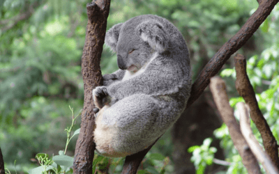 De koala