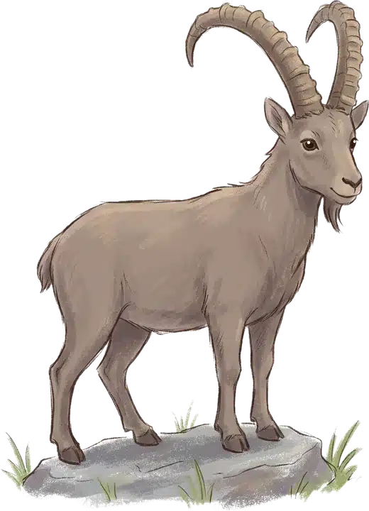 Steenbok