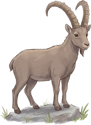 Steenbok
